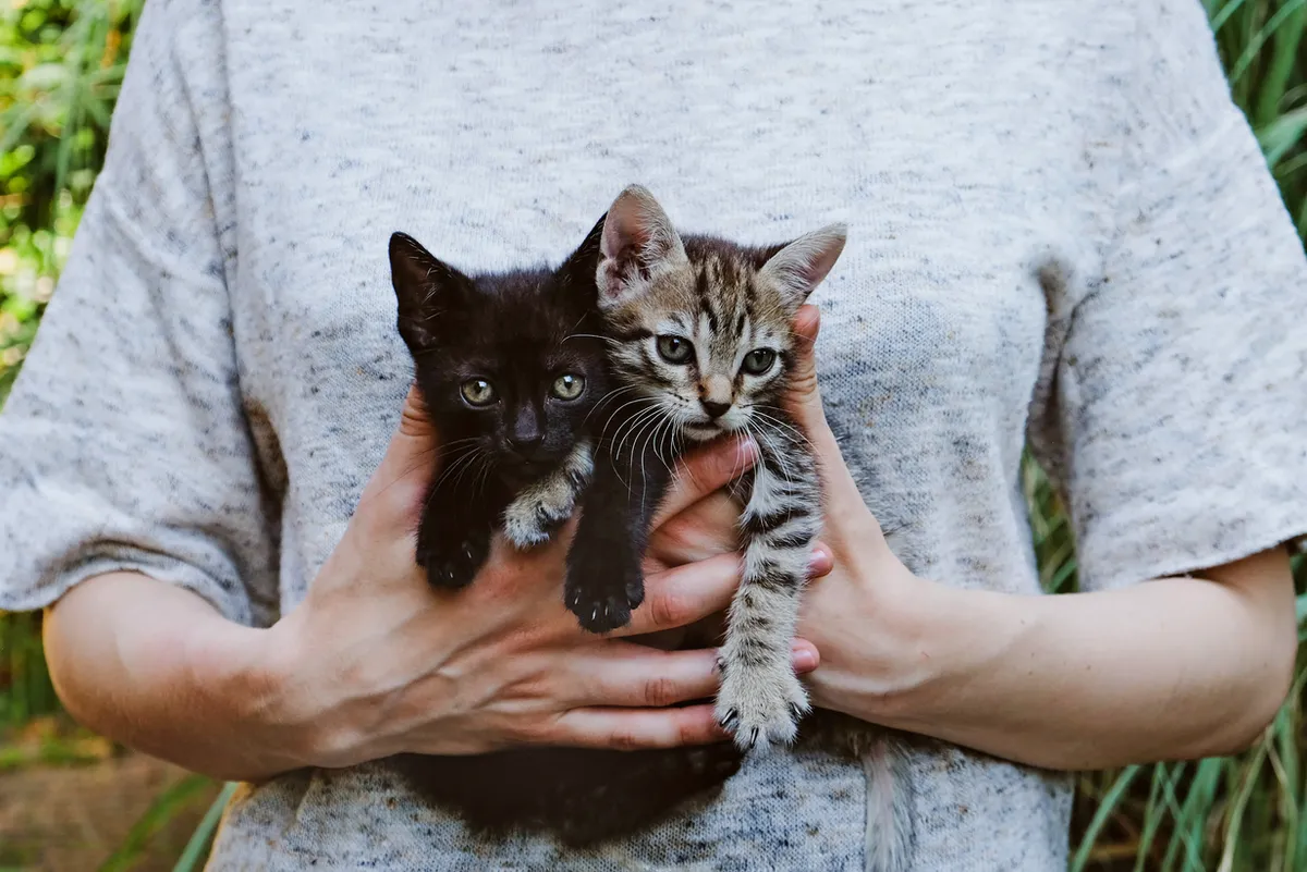 Kittens resting together