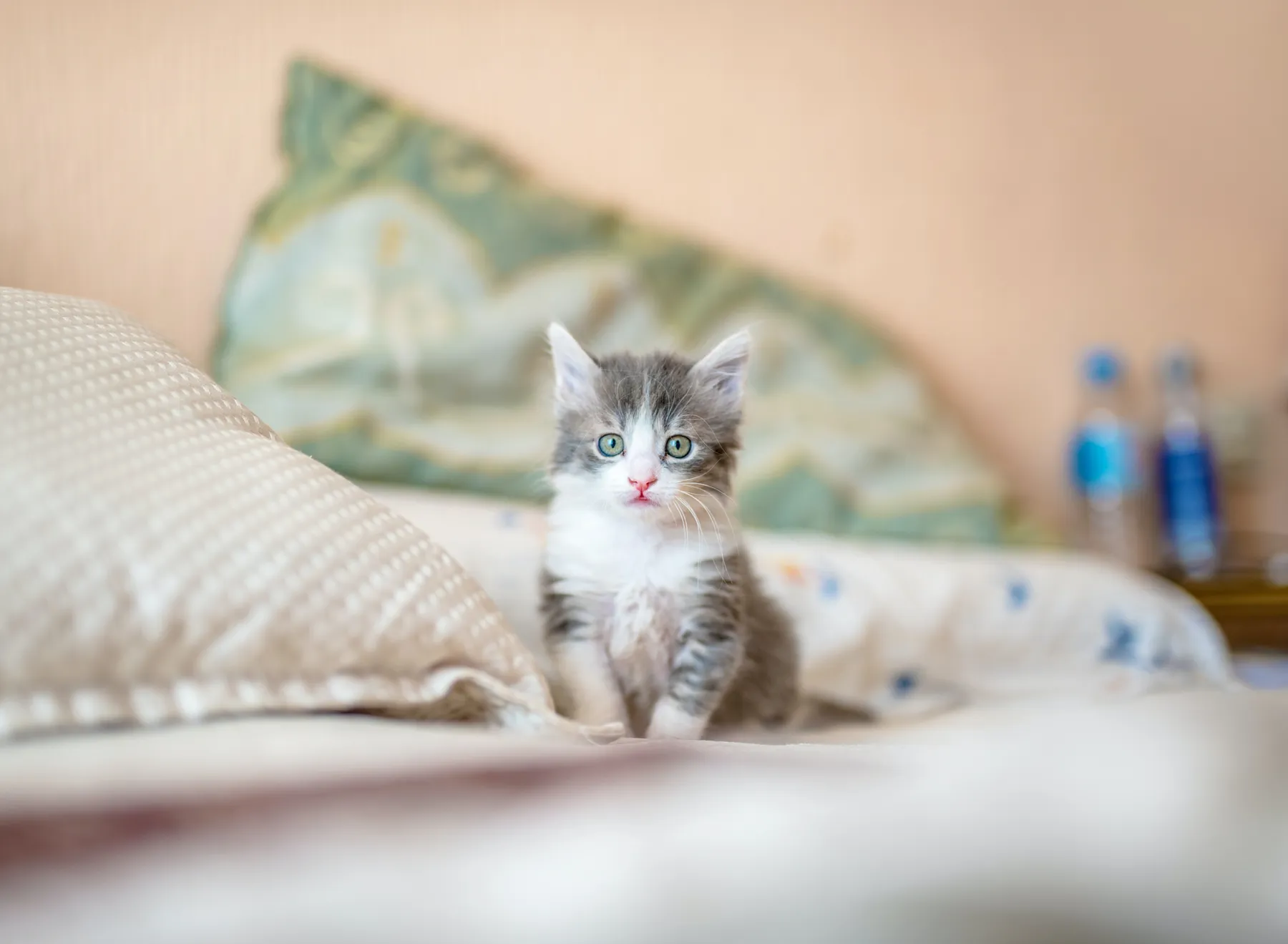 Cat resting outdoors