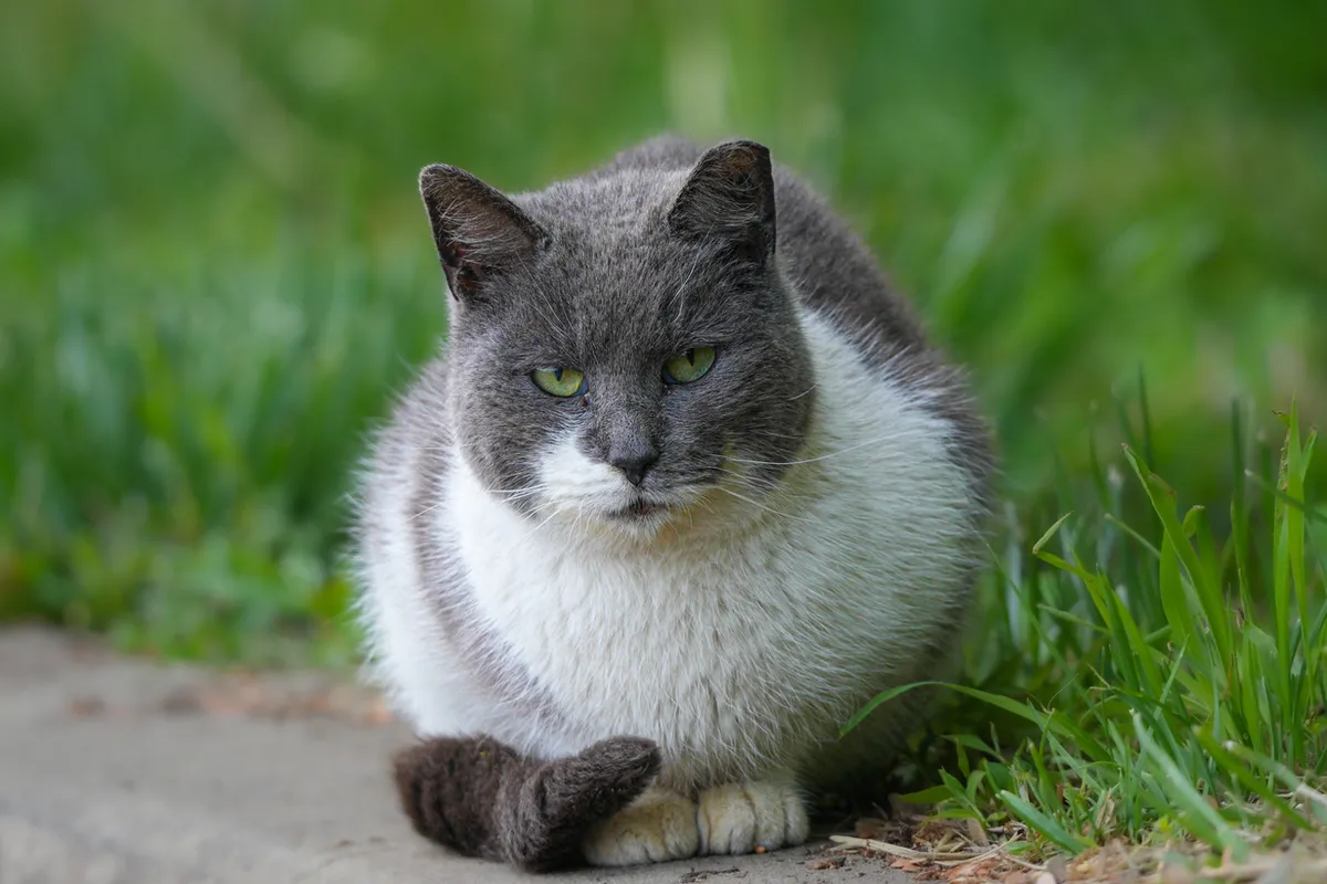 Community cat resting outdoors