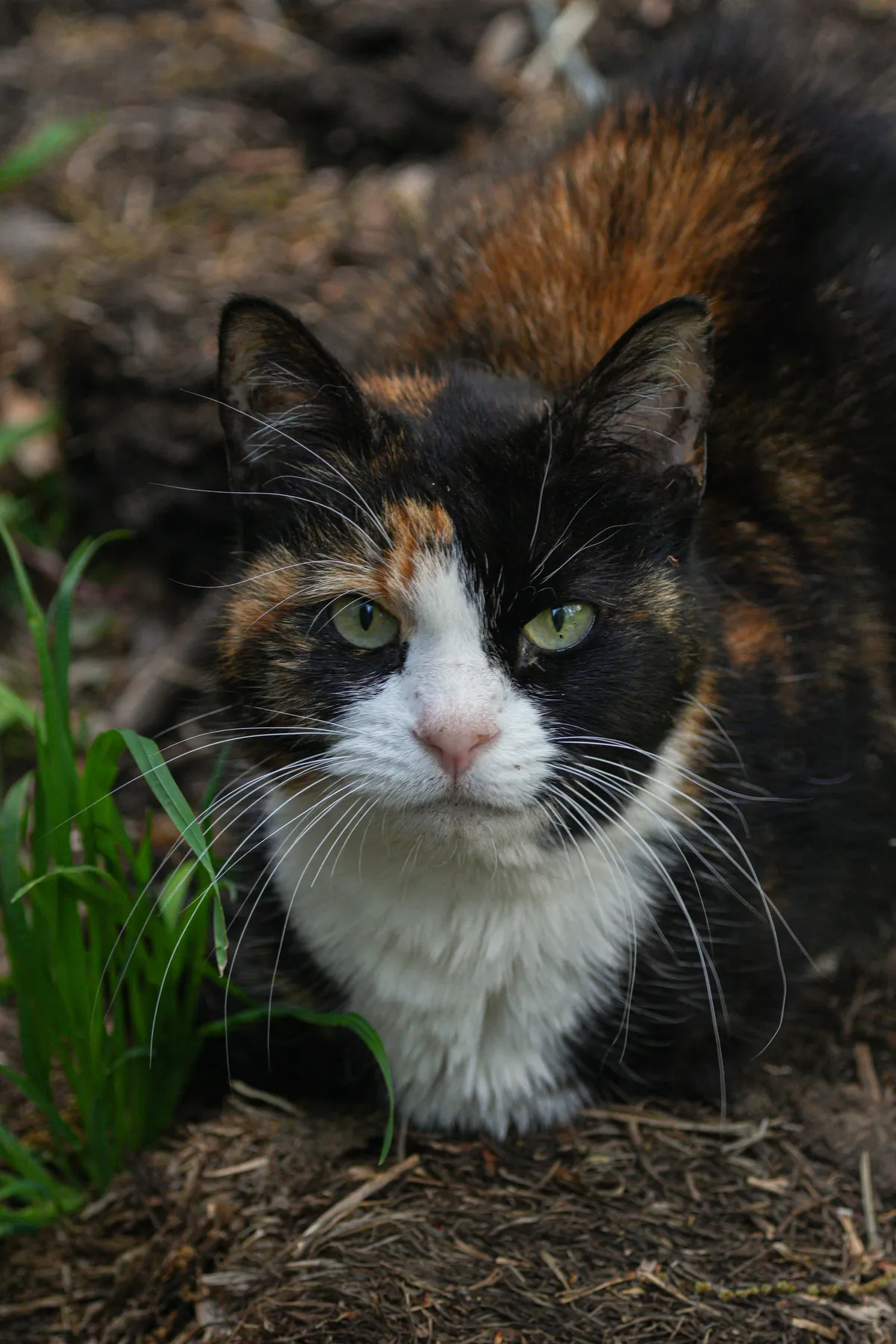 Rescued cat sitting for a portrait