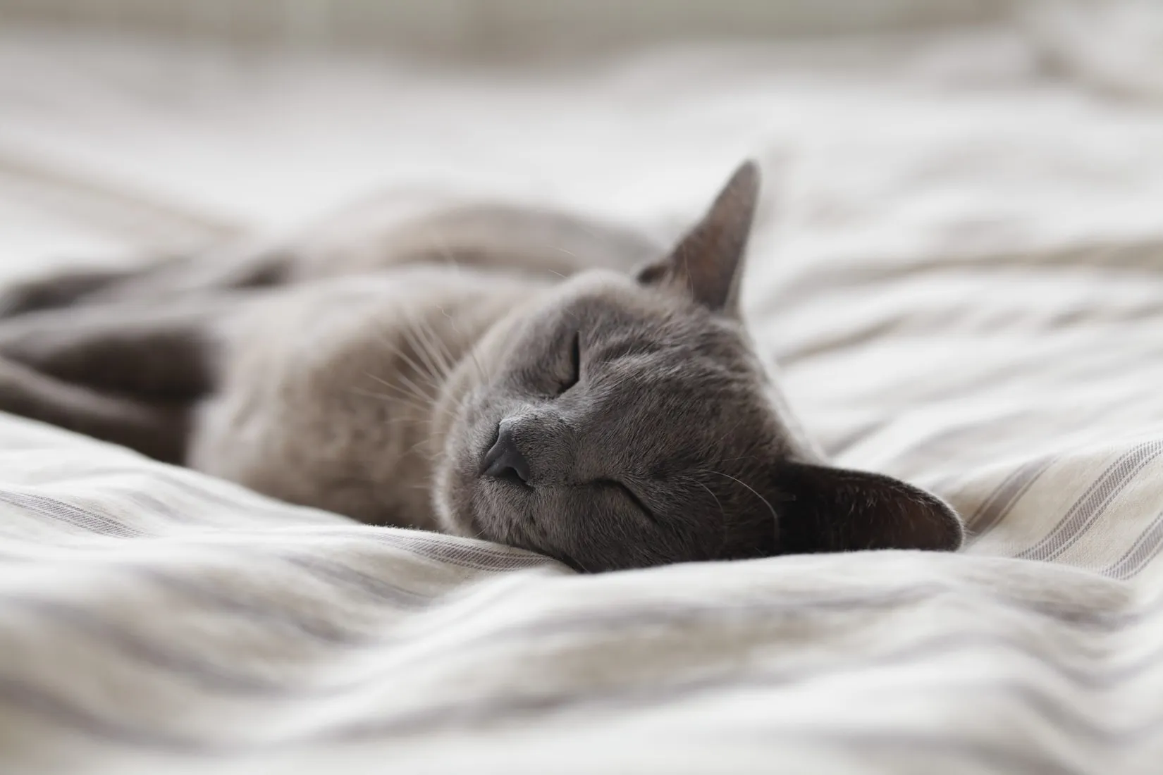 Cat sleeping comfortably in a foster home