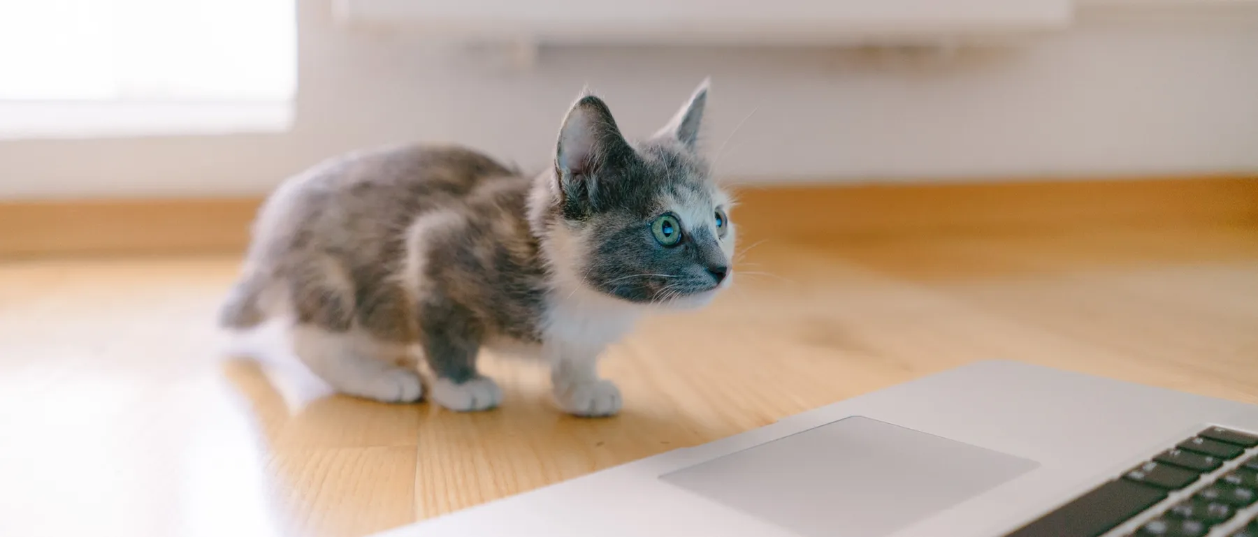 Kitten exploring beside a laptop