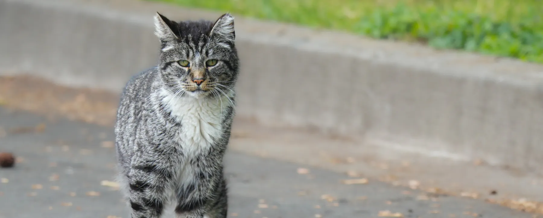 Community cat outdoors in Cecil County