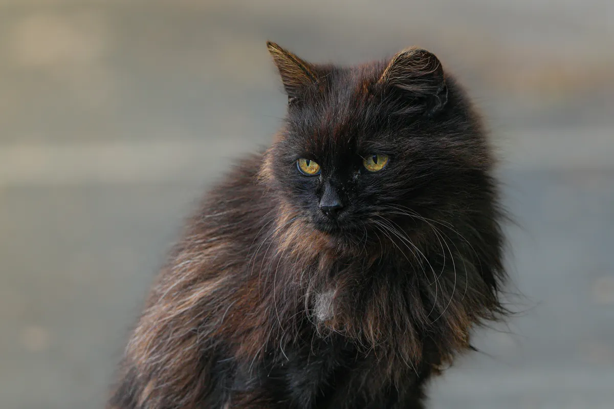 Rescued cat receiving attentive care