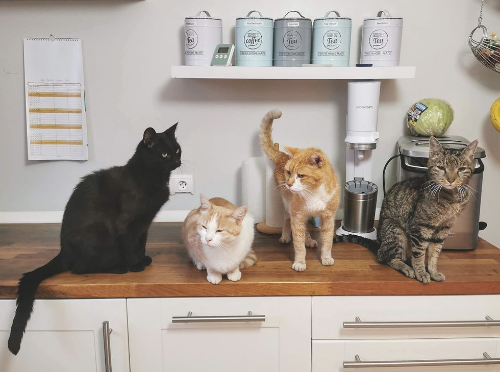A group of cats together in a home